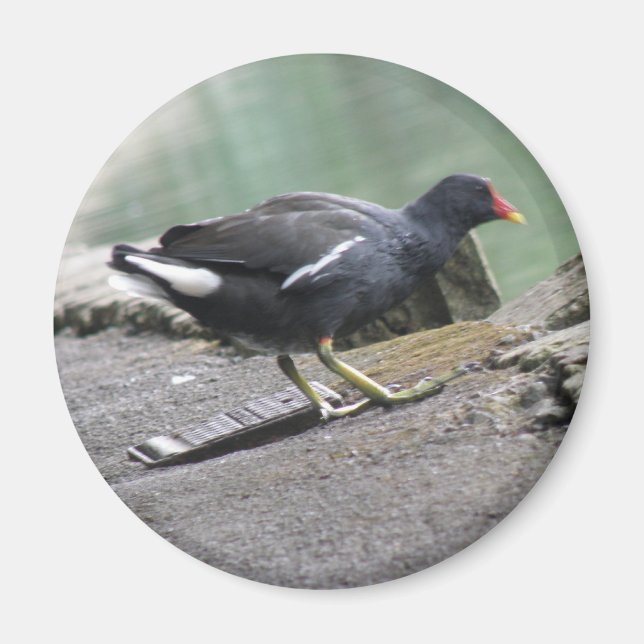 Moorhen Magnet (Devant)