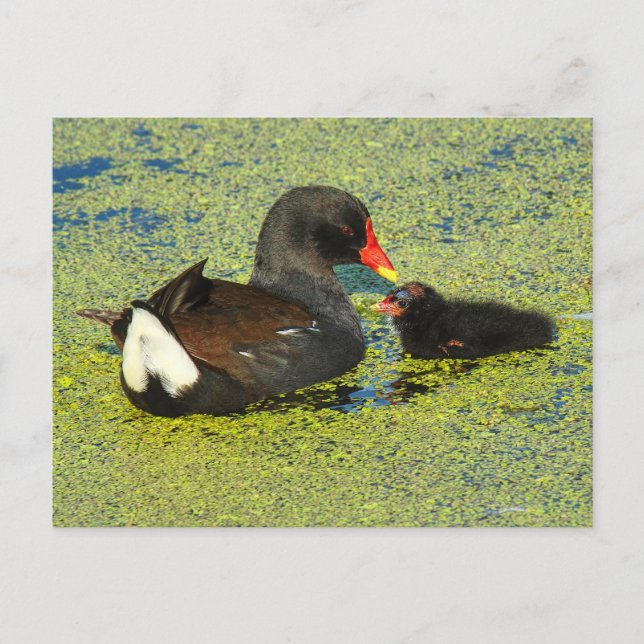 Moorhen with Baby Postcard (Front)