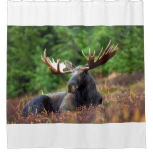 Moose