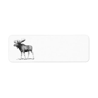 Moose