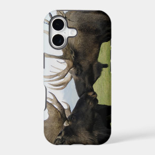 Moose