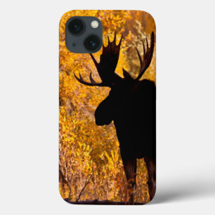 Moose (Alces Alces) Bull In Golden Willows 2 iPhone 13 Case