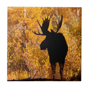 Moose (Alces Alces) Bull In Golden Willows 2 Tile