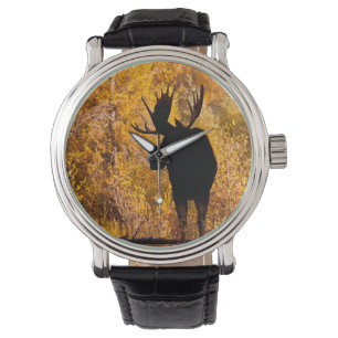 Moose (Alces Alces) Bull In Golden Willows 2 Watch