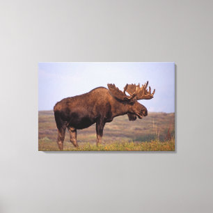 moose, Alces alces, bull with large antlers Canvas Print