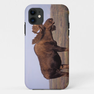 moose, Alces alces, bull with large antlers iPhone 11 Case