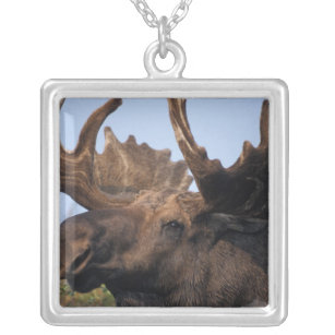 moose, Alces alces, bull with large antlers in 2 Silver Plated Necklace