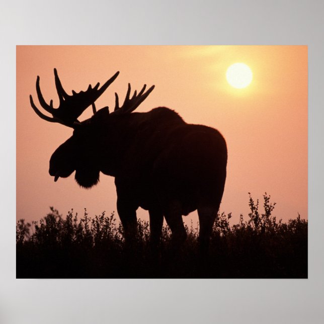 moose, Alces alces, bull with large antlers, Poster (Front)