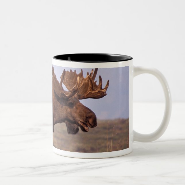 moose, Alces alces, bull with large antlers Two-Tone Coffee Mug (Right)