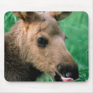 moose, Alces alces, calf lying in grass, Kenai Mouse Pad
