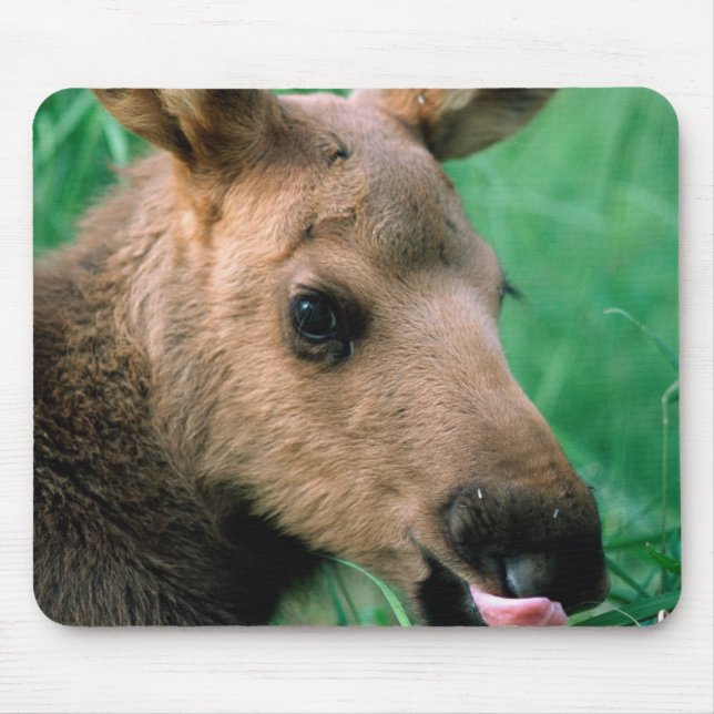 moose, Alces alces, calf lying in grass, Kenai Mouse Pad (Front)