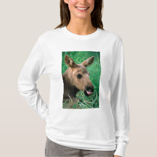 moose, Alces alces, calf lying in grass, Kenai T-Shirt