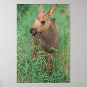 moose, Alces alces, newborn calf stands in 2 Poster