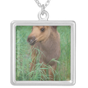 moose, Alces alces, newborn calf stands in 2 Silver Plated Necklace
