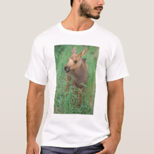 moose, Alces alces, newborn calf stands T-Shirt
