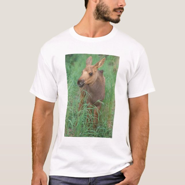 moose, Alces alces, newborn calf stands T-Shirt (Front)