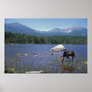 Moose and Mount Katahdin Poster