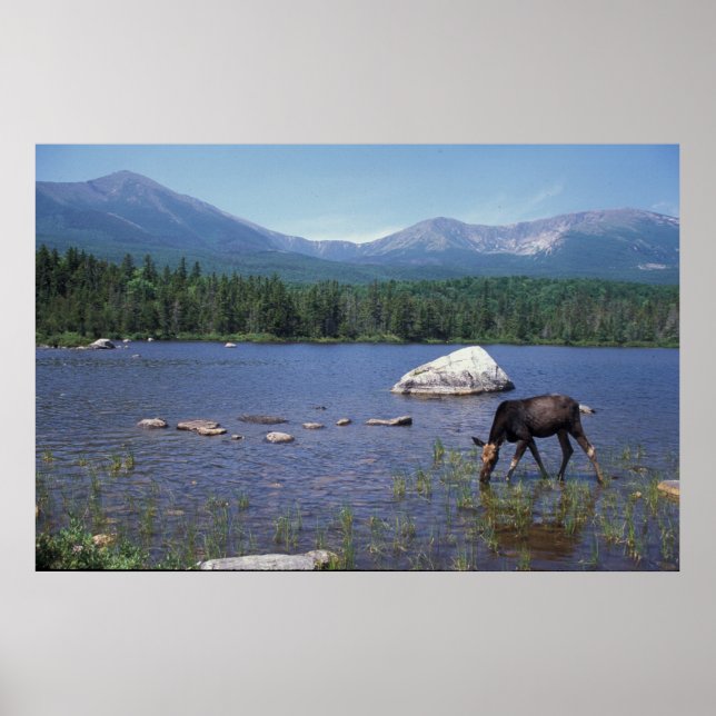 Moose and Mount Katahdin Poster (Front)