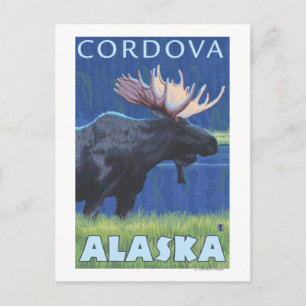 Moose at Night - Cordova, Alaska Postcard