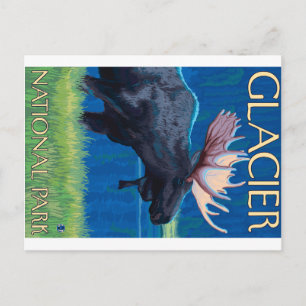 Moose at Night - Glacier National Park, MT Postcard