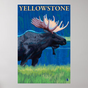 Moose at Night - Yellowstone National Park Poster