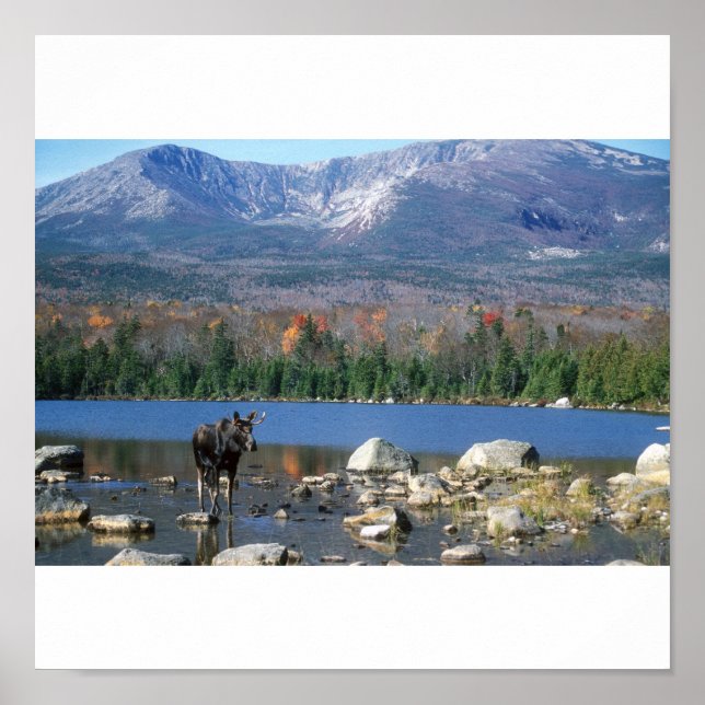 Moose at Sandy Stream Pond Poster (Front)