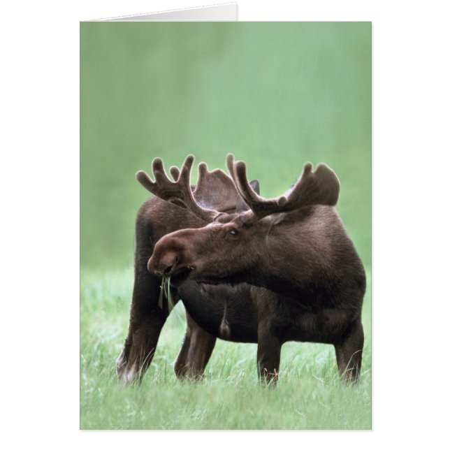 Moose at Yellowstone National Park (Front)