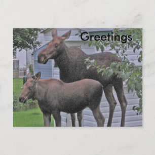 Moose avec veau - Carte postale de voeux