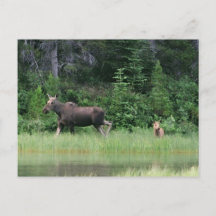 Moose be Breakfast Time Postcard