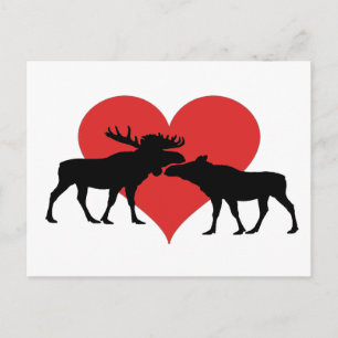 moose bull and cow postcard