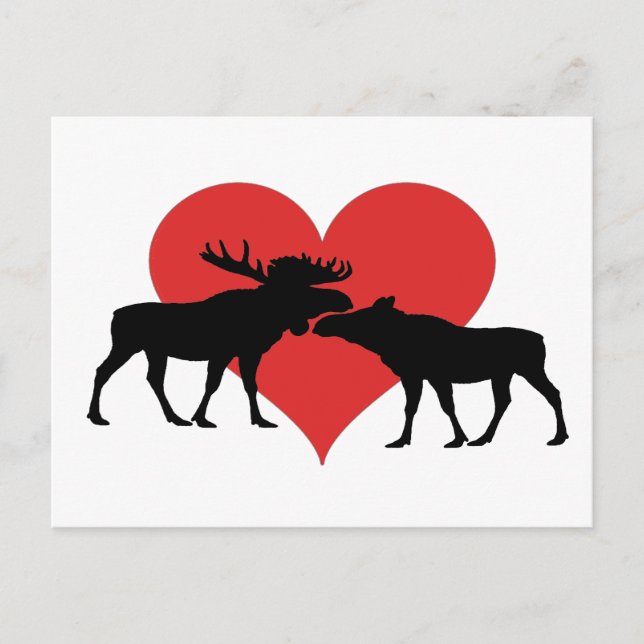moose bull and cow postcard (Front)