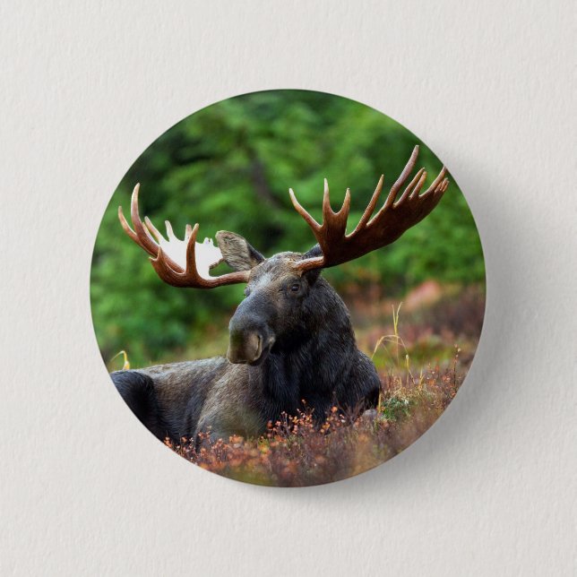 Moose Button (Front)