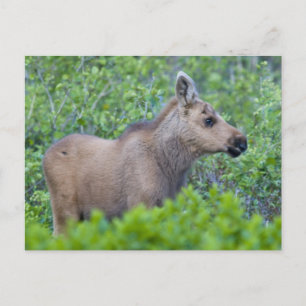 Moose calf in the Many Glacier Valley Postcard