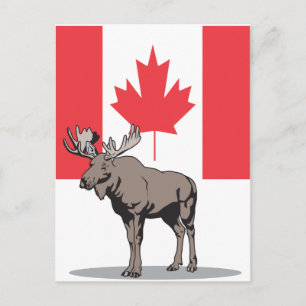 Moose Canada Postcard