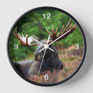 Moose Clock