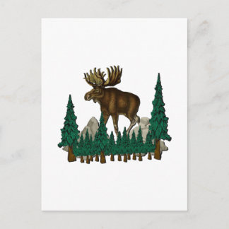 Moose Country Postcard