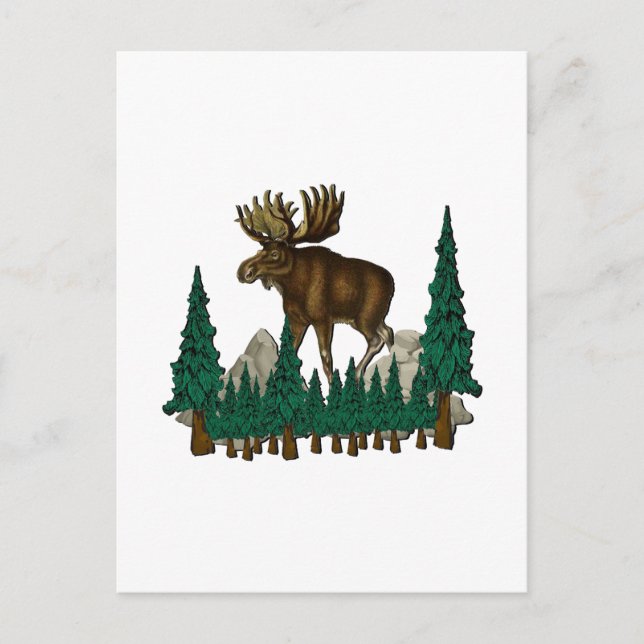 Moose Country Postcard (Front)