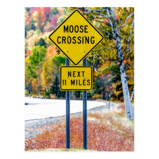 Moose Crossing Postcard