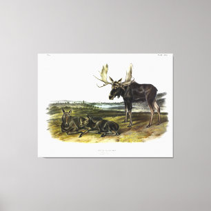 Moose Deer (Moose - Alces alces) by Audubon Canvas Print