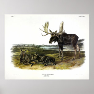 Moose Deer (Moose - Alces alces) by Audubon Poster