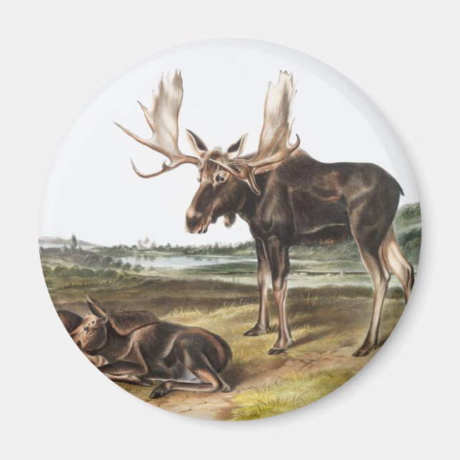 Moose Deer (Servus alces) Illustration Magnet (Front)