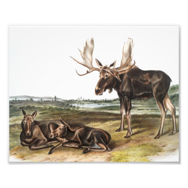 Moose Deer (Servus alces) Illustration Photo Print (Front)