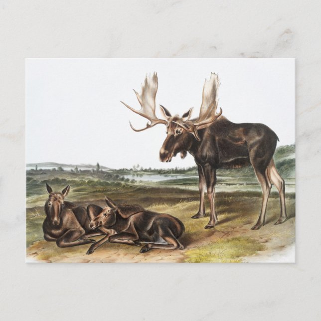 Moose Deer (Servus alces) Illustration Postcard (Front)