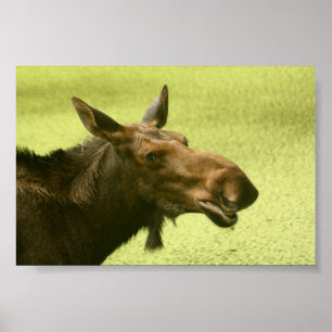 Moose Did Someone Say Cake Poster