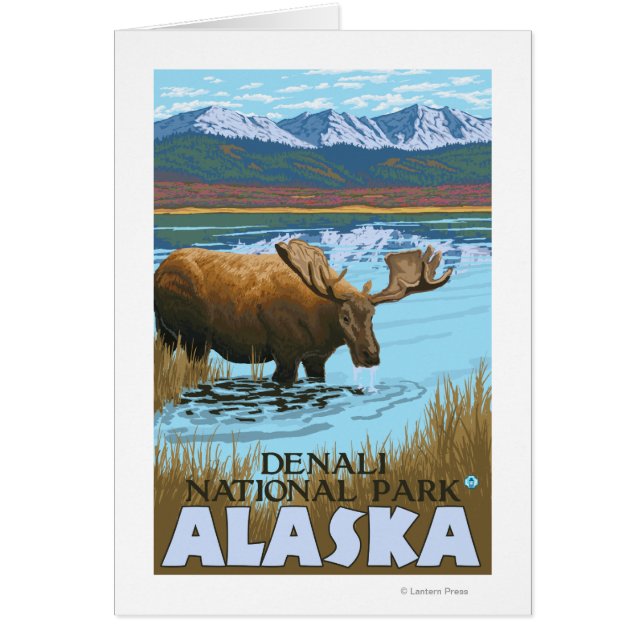 Moose Drinking at Lake - Denali National Park, (Front)