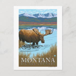 Moose Drinking at Lake - Montana Postcard
