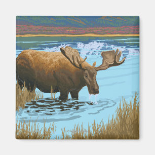 Moose Drinking at Lake - Yellowstone National Magnet