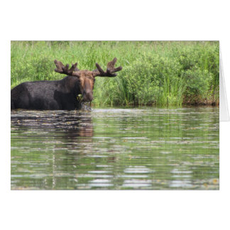 Moose du nord du Maine