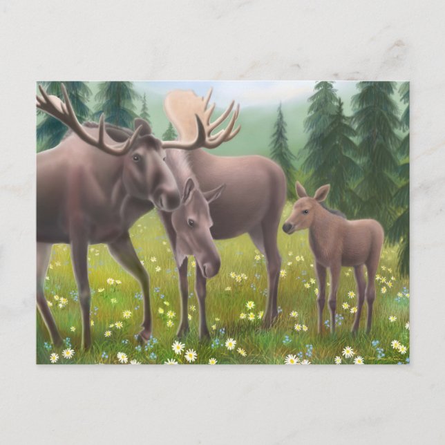 Moose Family Postcard (Front)