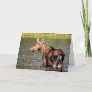 Moose Feeding in Glacier National Park, Montana Card
